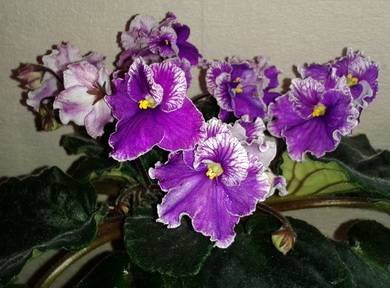 ЭхоКарнавала3